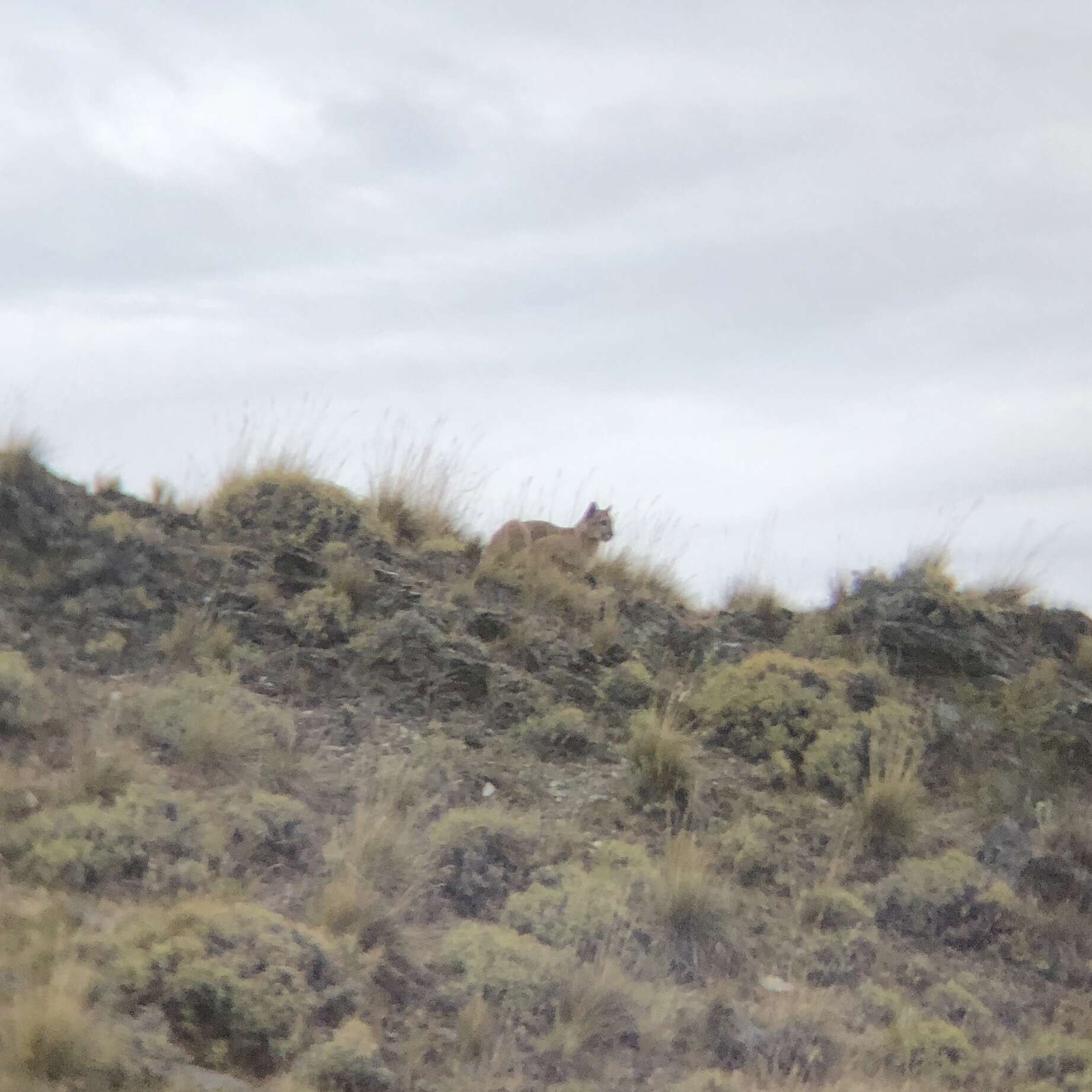 Image of South American cougar