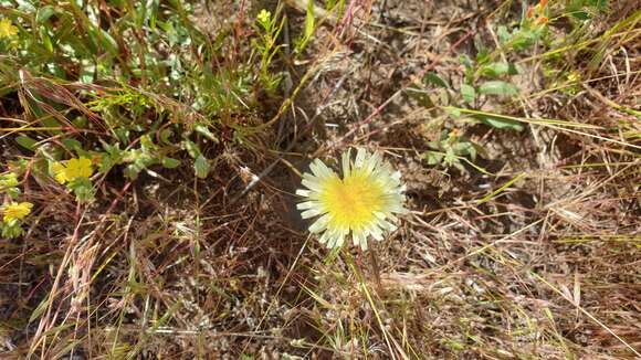 Image of California desertdandelion