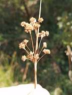 Image of Juncus gregiflorus L. A. S. Johnson