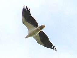 Image of White-bellied Sea Eagle