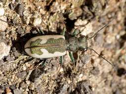 Image of Neocicindela latecincta (White 1846)