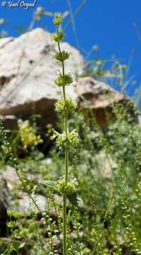 Image of Nepeta italica L.