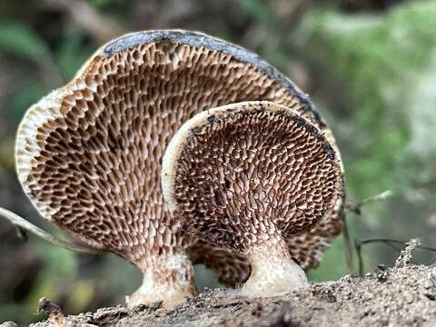 Image of Echinochaete maximipora Sotome & T. Hatt. 2009