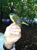 Image of Mourning Warbler