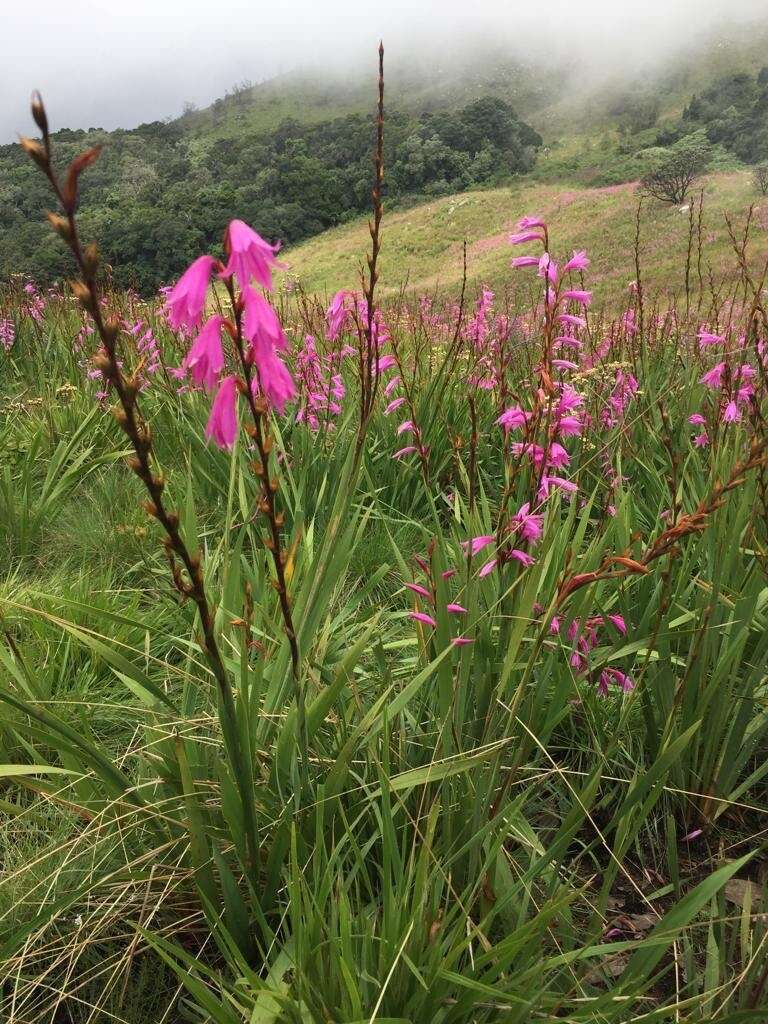 Image of Watsonia transvaalensis Baker