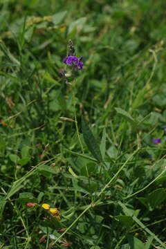 Image of glycine