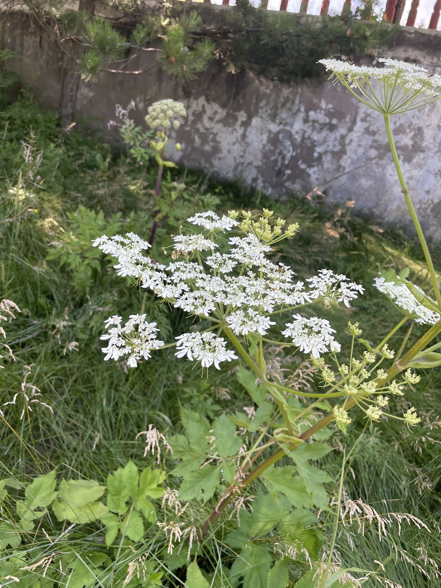 Imagem de Heracleum moellendorfii Hance