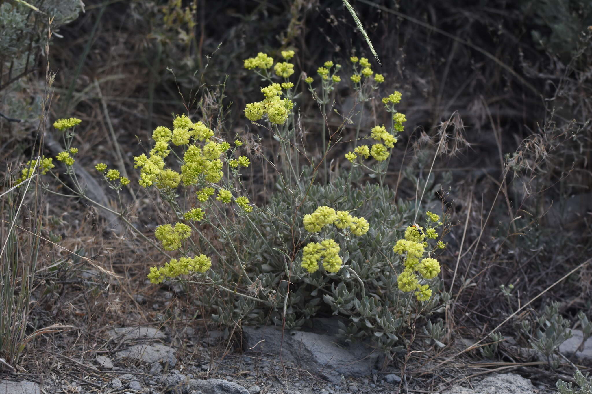 Image of Munz's buckwheat