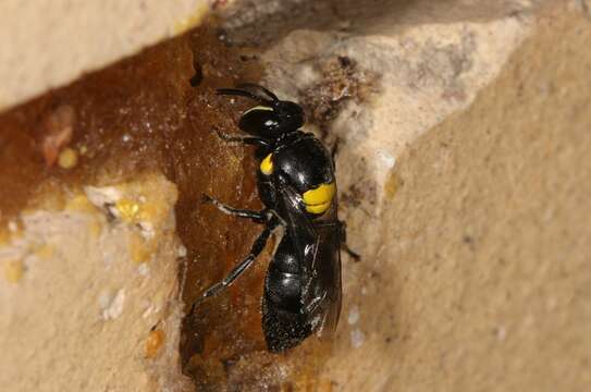 صورة Hylaeus nubilosus (Smith 1853)