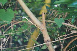 Image of Daphniphyllum teijsmannii Zoll. ex Kurz