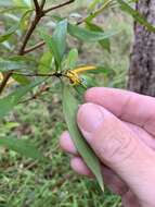 Image of Persoonia iogyna P. H. Weston & L. A. S. Johnson