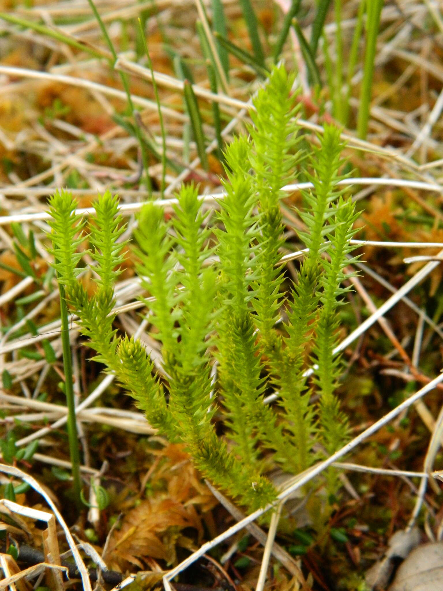 Image of Spinulum annotinum subsp. dubium (Zoega)
