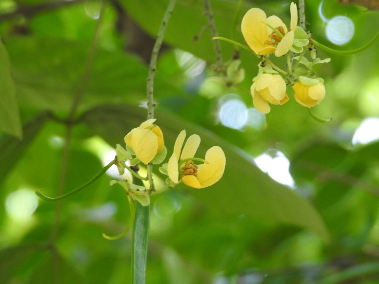 Image of Senna mollissima (Willd.) H. S. Irwin & Barneby