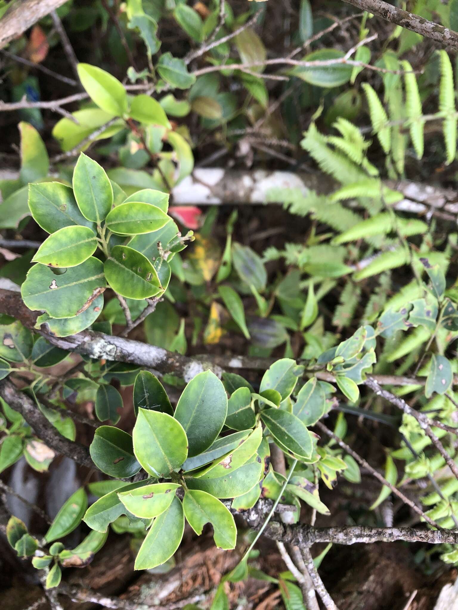 صورة Ilex sugerokii var. brevipedunculata (Maxim.) S. Y. Hu