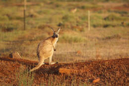 Image of Red kangaroo