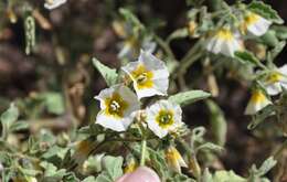 Image of Physalis patula Mill.