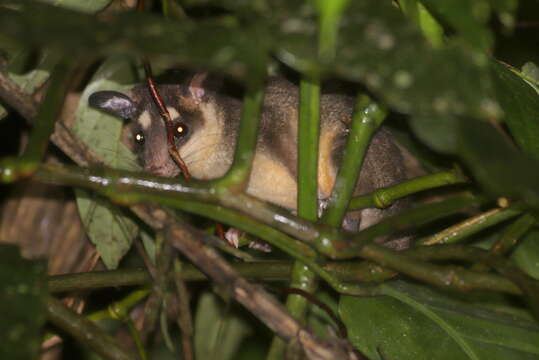 Image of Anderson's Four-eyed Opossum