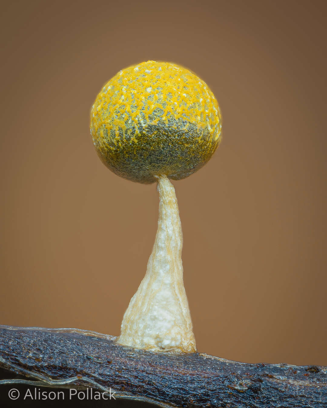 Image of Physarum melleum