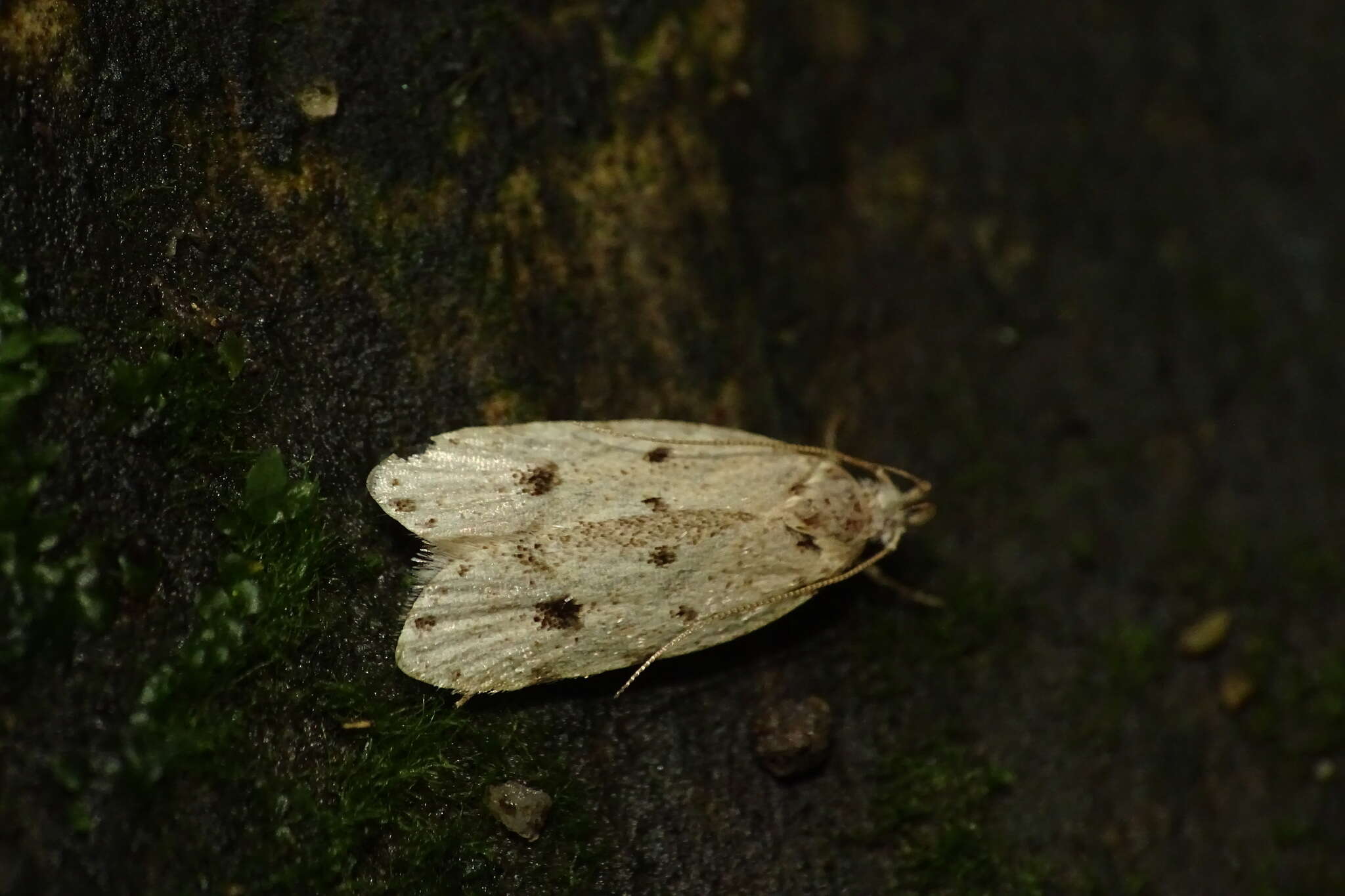 Image of Autosticha calceata Meyrick 1908