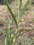 Sivun Gomphocarpus tomentosus subsp. tomentosus kuva