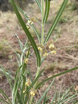 Image of Gomphocarpus tomentosus Burch.