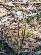 Image of Daddy-long-legs