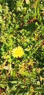 Image of Italian hawksbeard