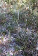 Image of Pine-Barren Fluff Grass