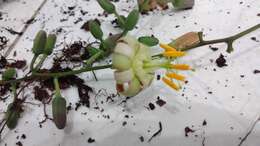 صورة Passiflora contracta Vitta