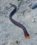 Image of Olive Sea Snakes