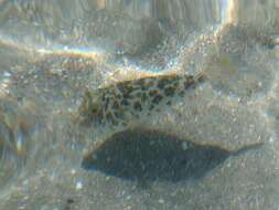 Image of Caribbean Puffer