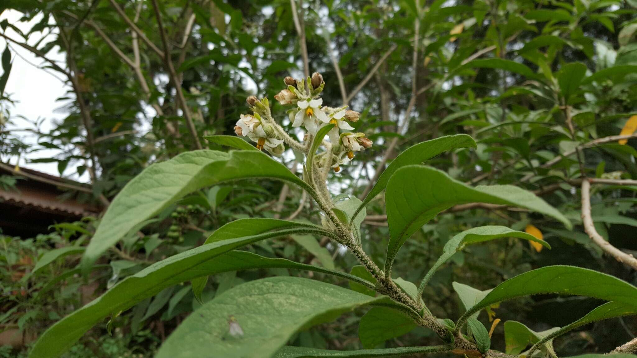 Image de Solanum umbellatum Mill.