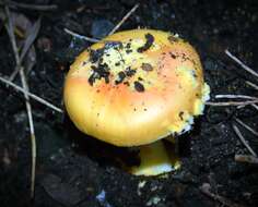 Image of Amanita xanthocephala (Berk.) D. A. Reid & R. N. Hilton 1980