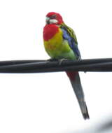 Image of Eastern Rosella