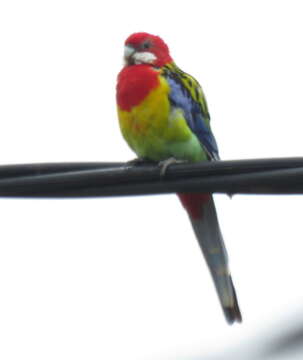 Image of Eastern Rosella