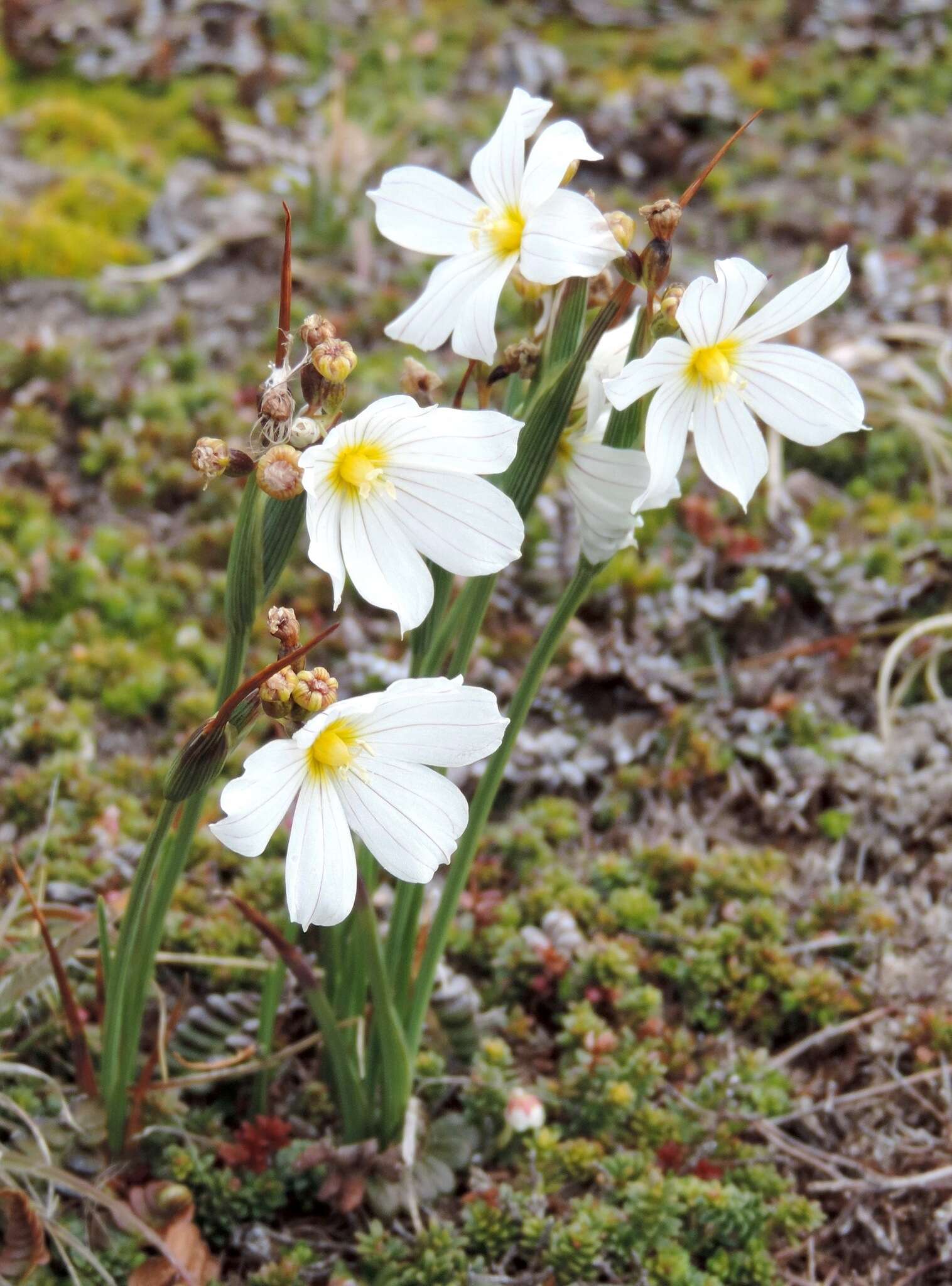 Image of Olsynium filifolium (Gaudich.) Goldblatt