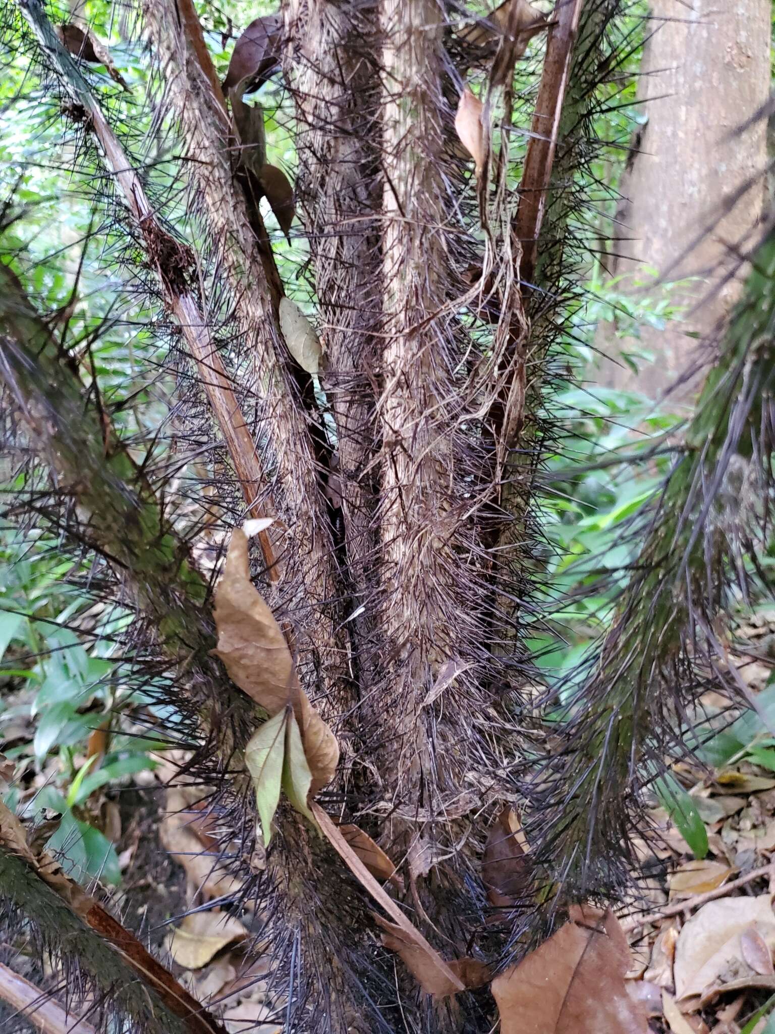 Image of Guinea bactris