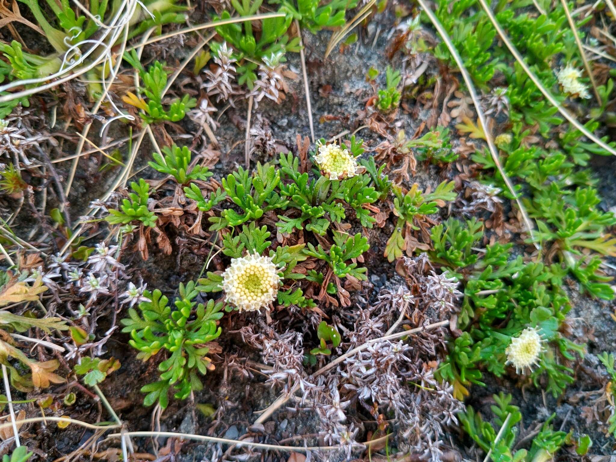 Plancia ëd Leptinella pyrethrifolia (Hook. fil.) D. G. Lloyd & C. J. Webb