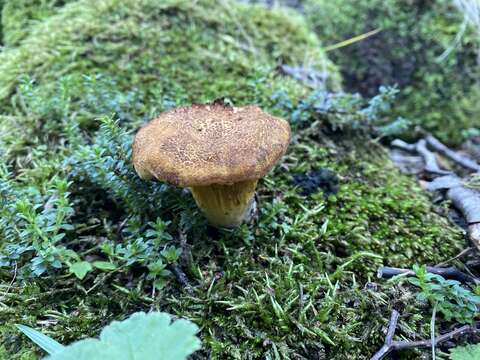 Image of Austropaxillus statuum (Speg.) Bresinsky & Jarosch 1999