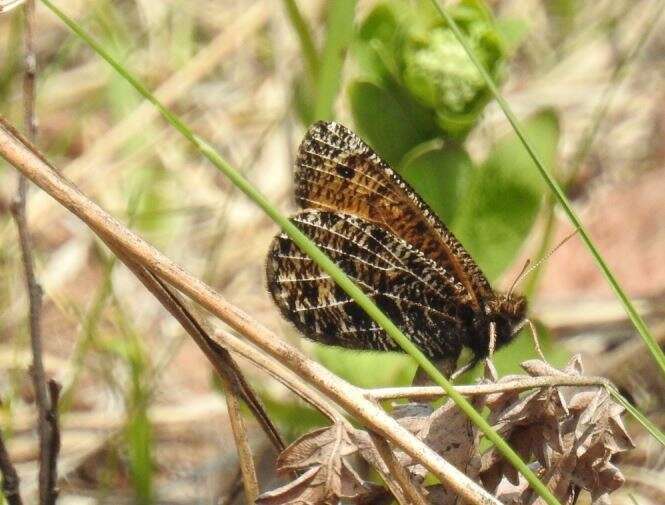 Imagem de Oeneis chryxus Doubleday (1849)