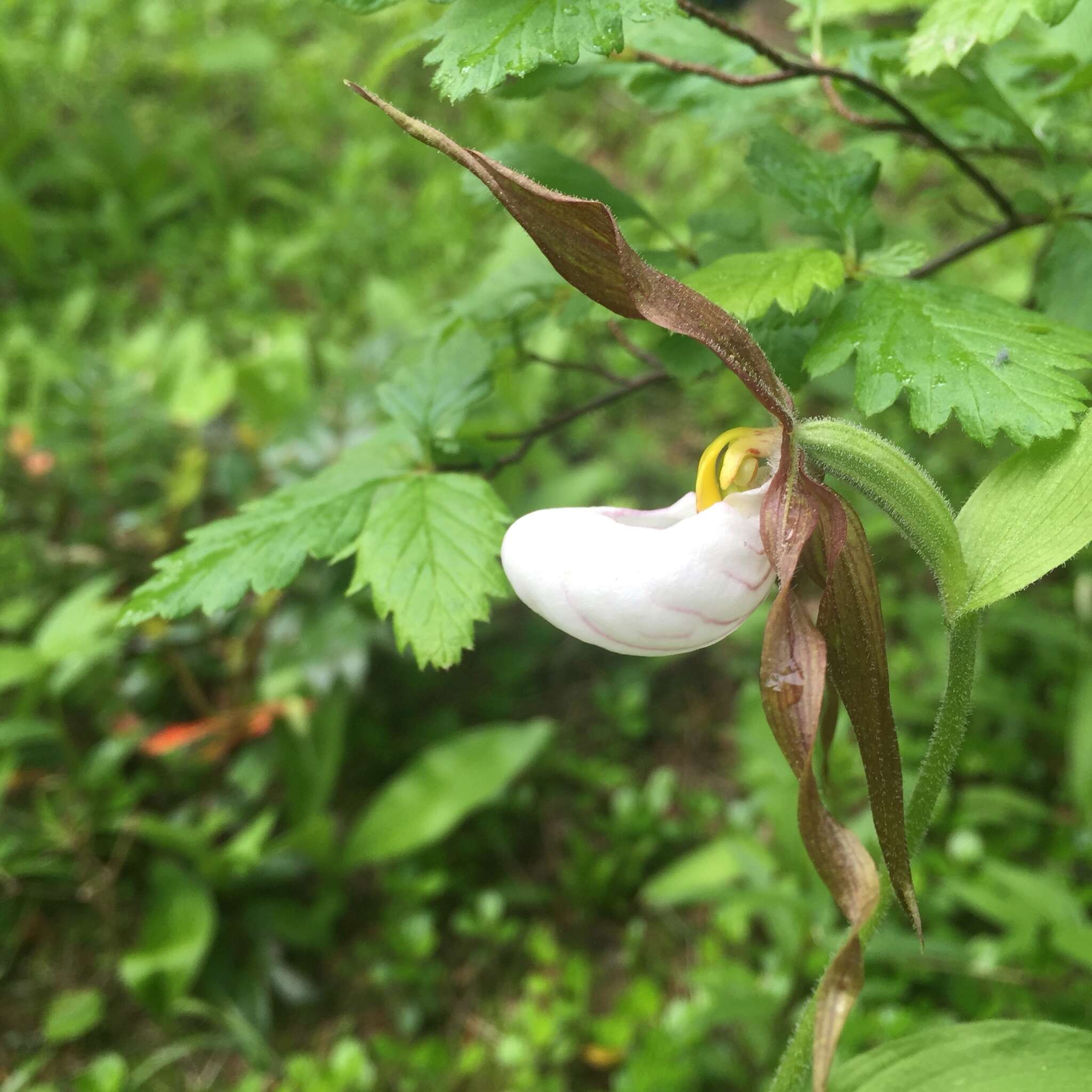 Imagem de Cypripedium montanum Douglas ex Lindl.