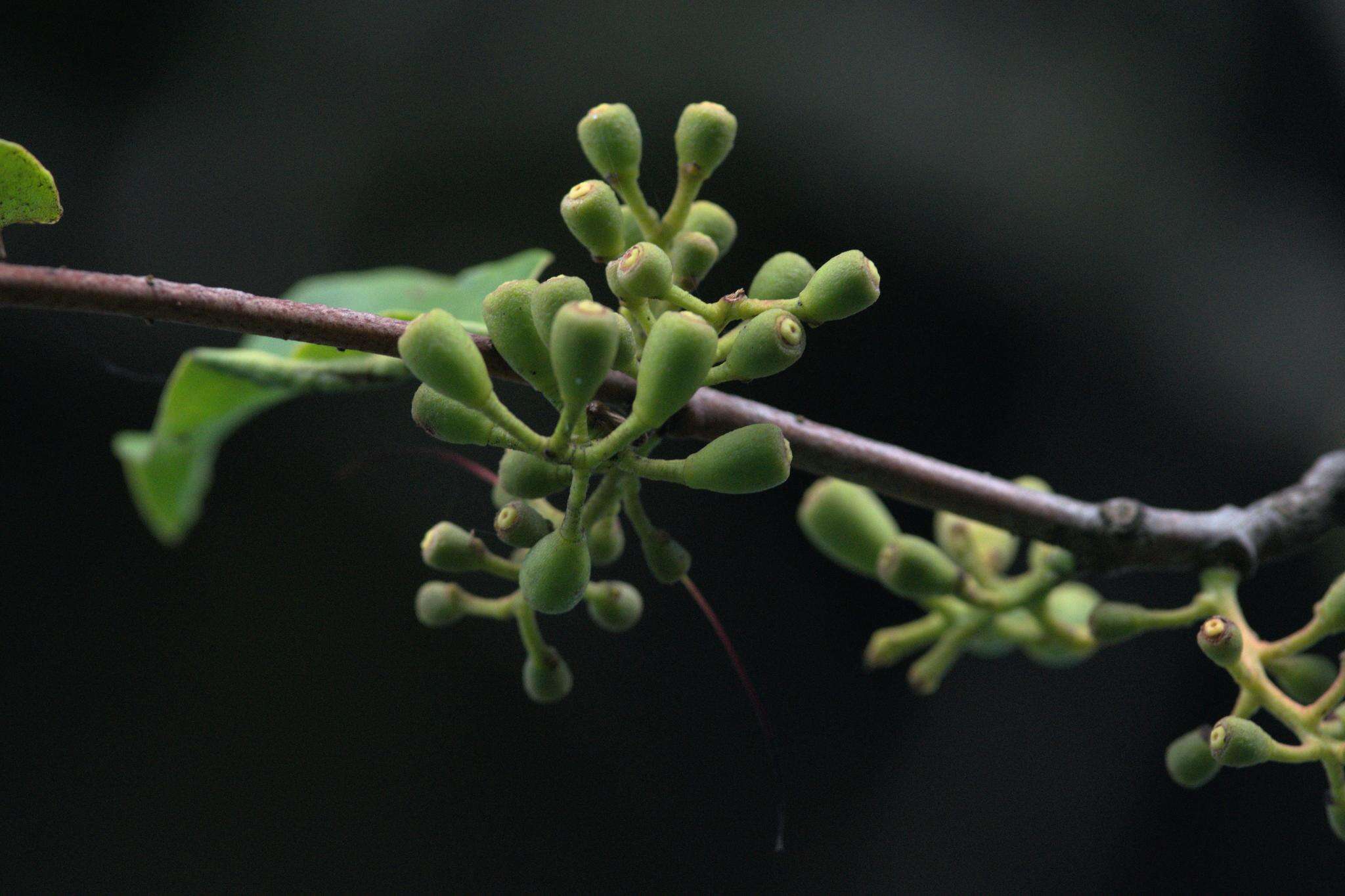 Image of Scurrula elata (Edgew.) Danser