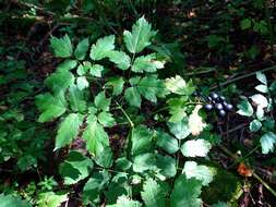 Image of Baneberry