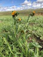 Image of Menzies' fiddleneck