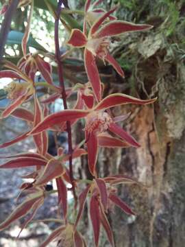 Image de Macradenia multiflora (Kraenzl.) Cogn.