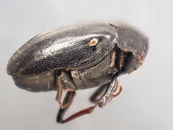 Image of Orphilus subnitidus Le Conte 1861