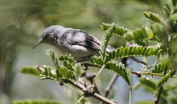 Image of Black-capped Gnatcatcher