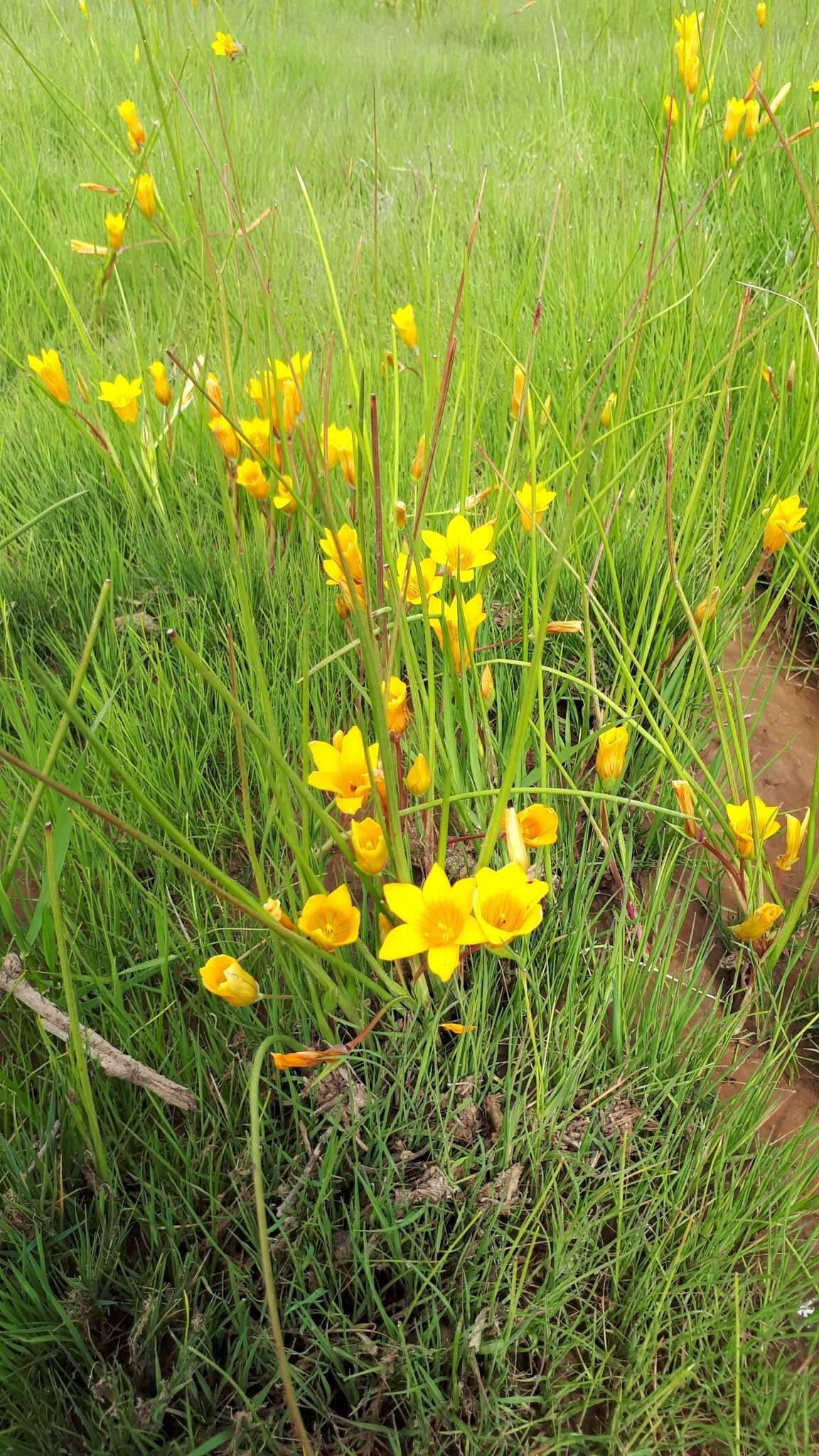 Image of Romulea saldanhensis M. P. de Vos