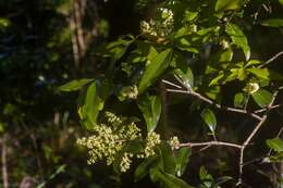 Image of Denhamia celastroides (F. Müll.) L. W. Jessup