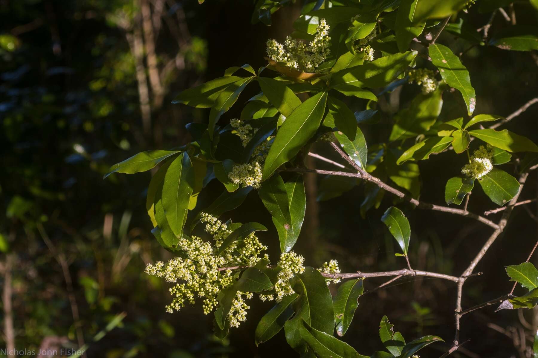 Image of Denhamia celastroides (F. Müll.) L. W. Jessup